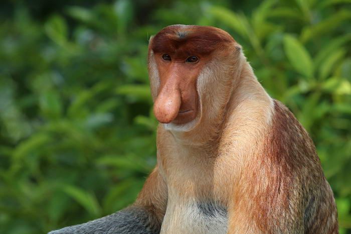 Proboscis-Monkey.jpg