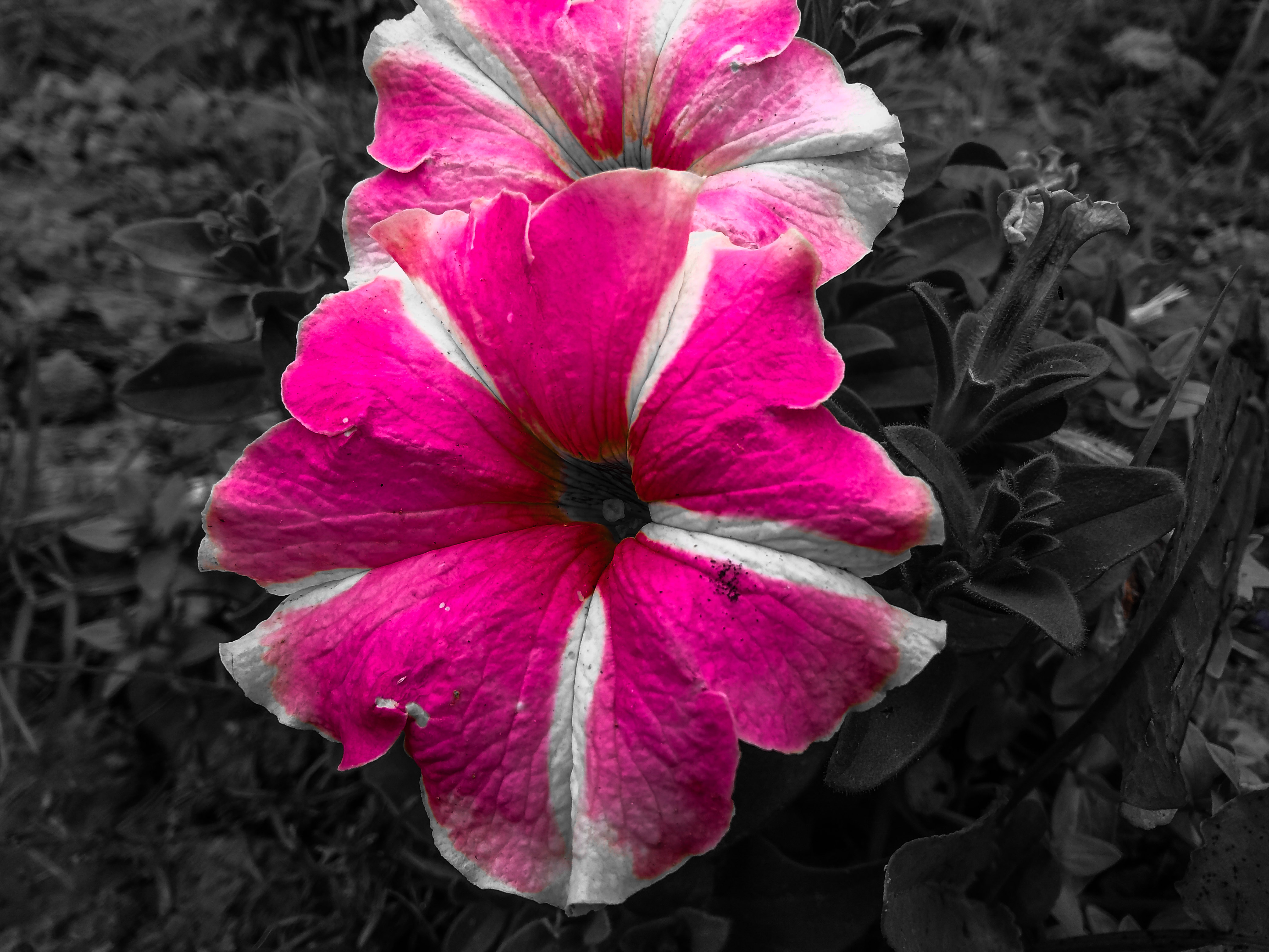 Color Splash Flowers