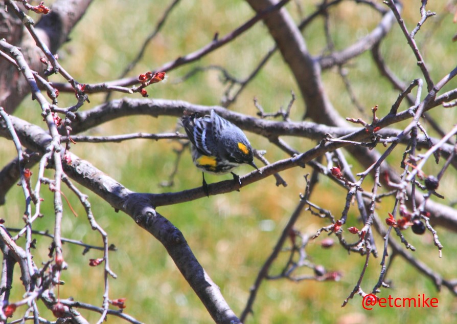 Yellow-rumped-warbler-Apr16-09-07.JPG