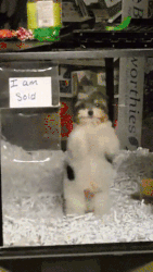 giphy-downsized (3).gif