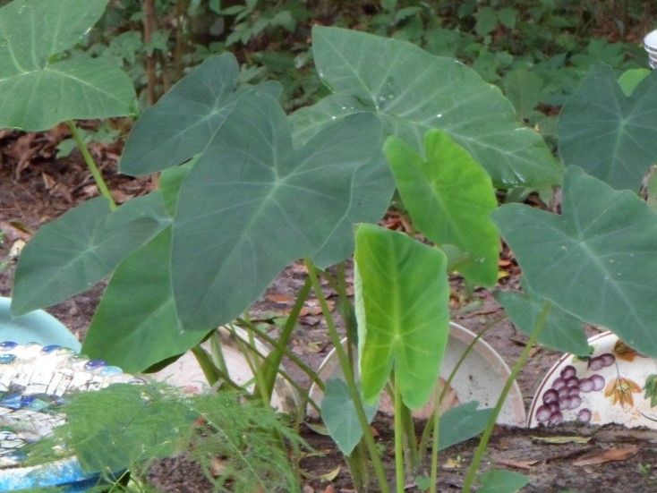 Lots of elephant ears.jpg