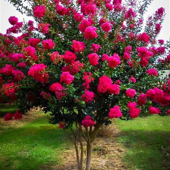 tonto-crape-myrtle-1-547x547.jpg