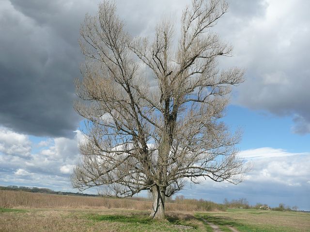 tree-720498__480.jpg