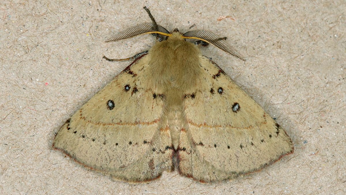 Anthela acuta BY MV Light Tas 2017-10-03.jpg