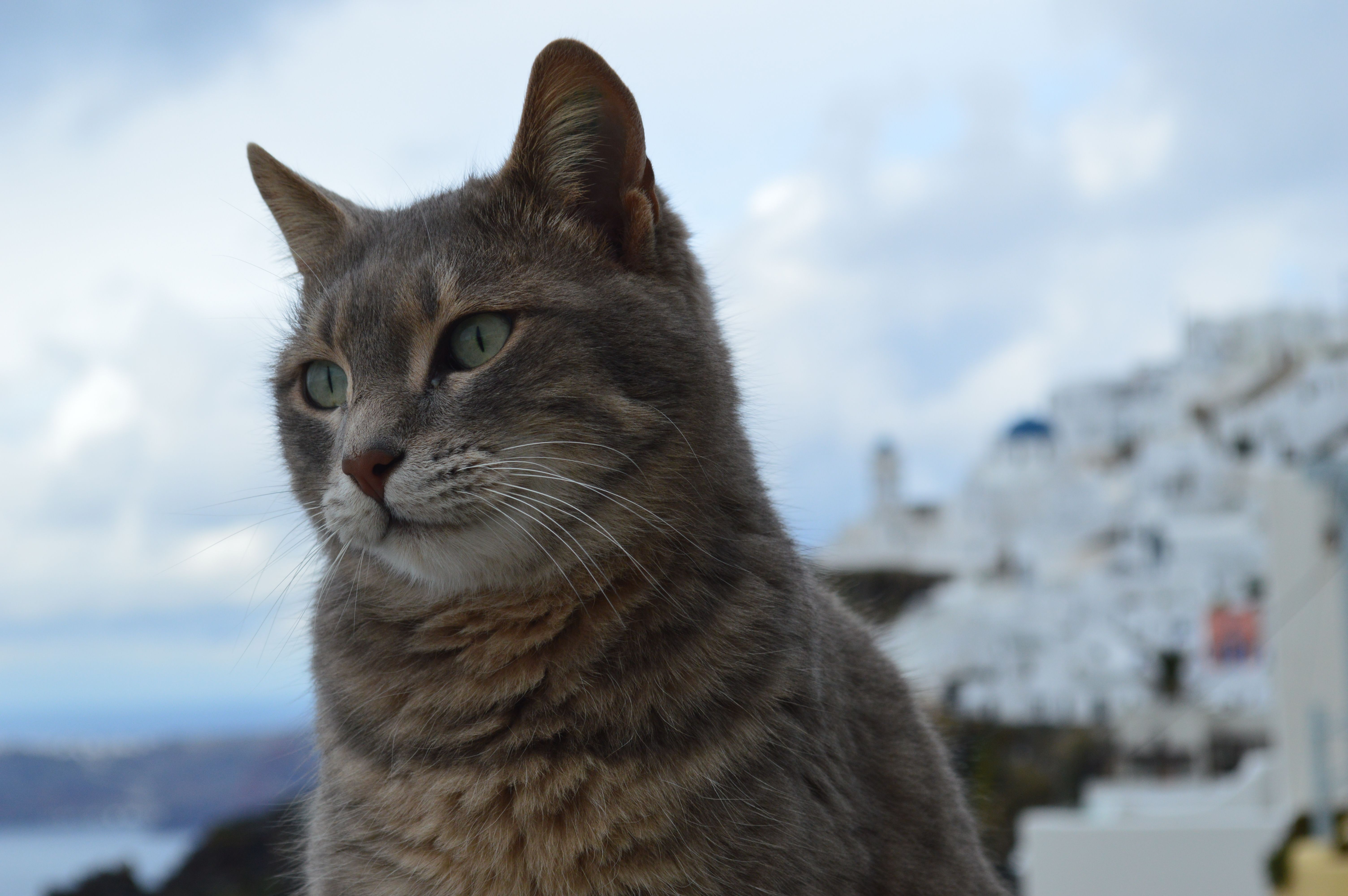 The cats  of the island of Santorini  Greece Photos by 