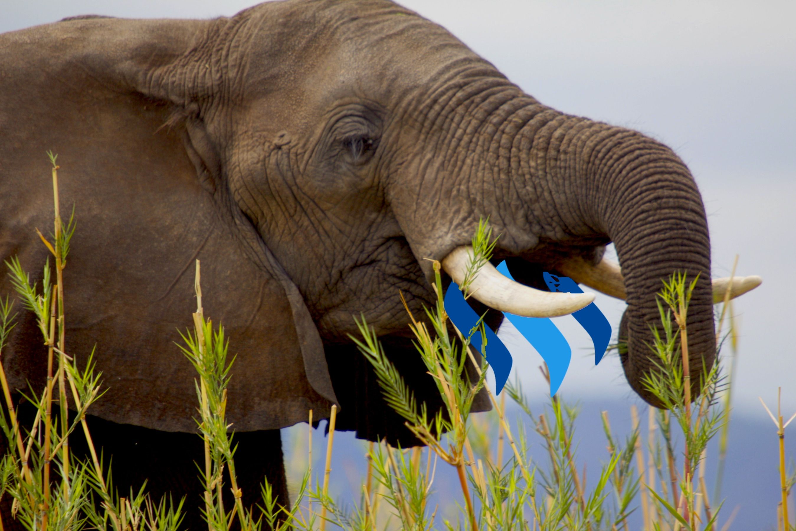 elephant eating steemit.jpg