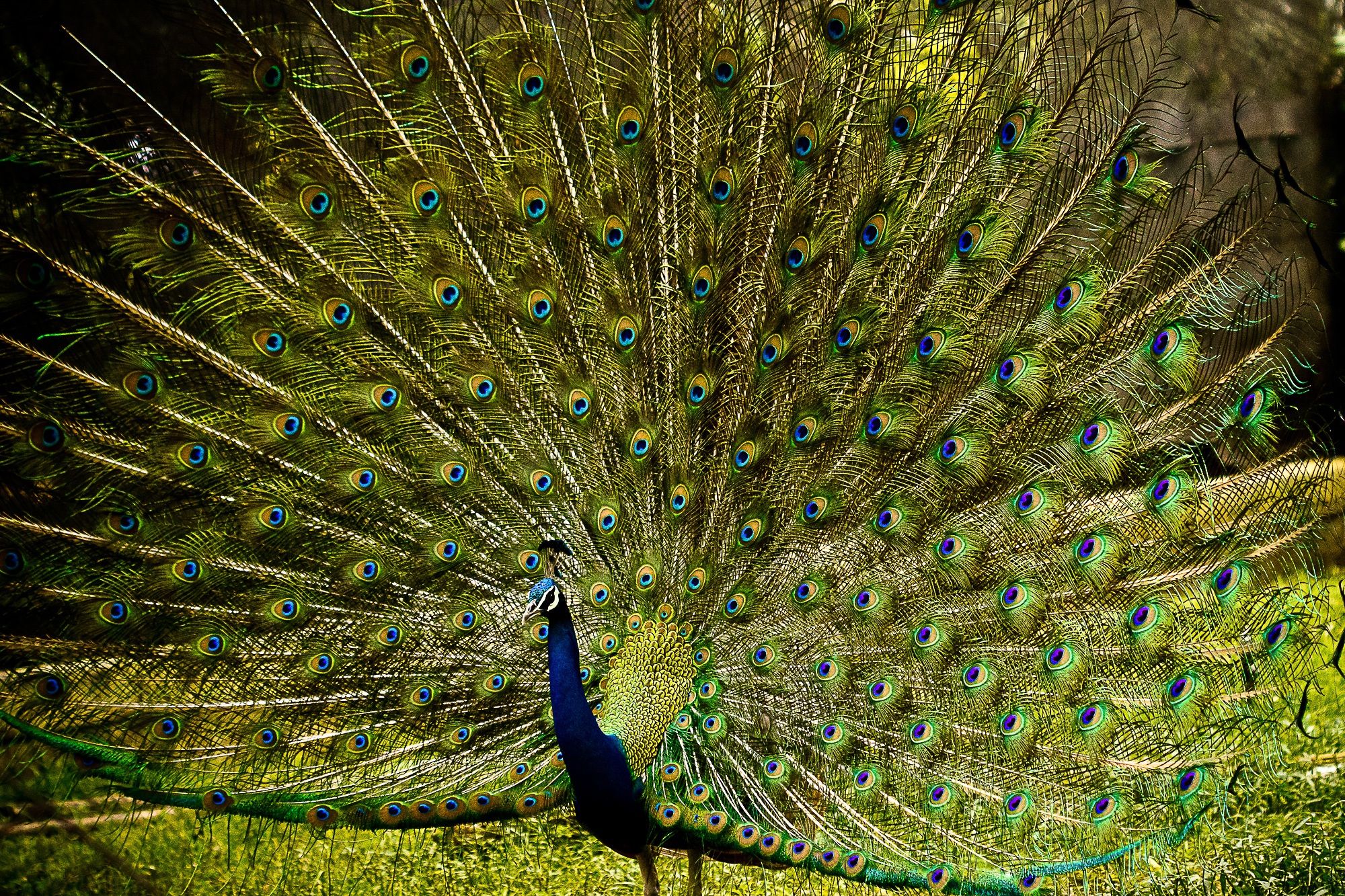peacock-3063456.jpg