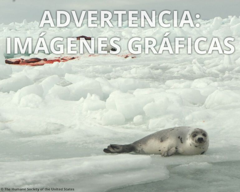 graphic_warning_spanish_seal_slaughter.jpg