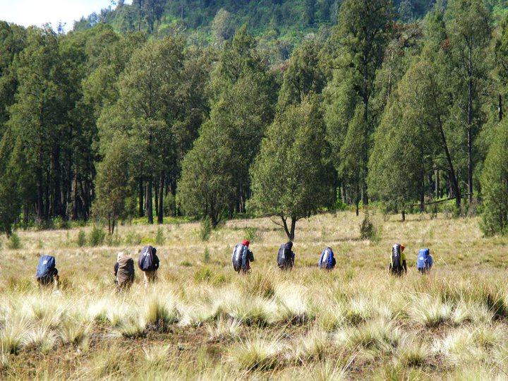 cemoro-kandang1.jpg