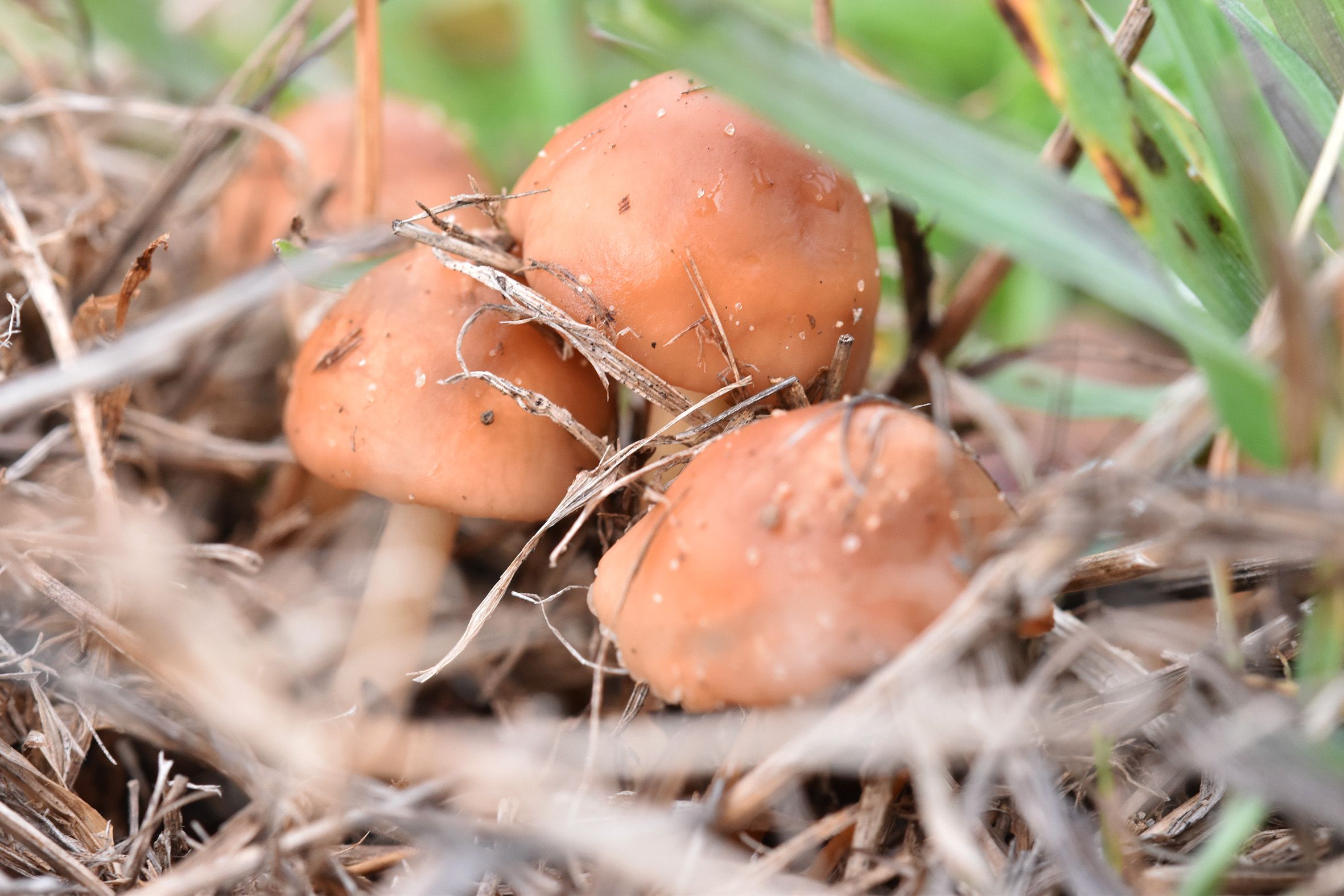 mushroom brown grass 2.jpg