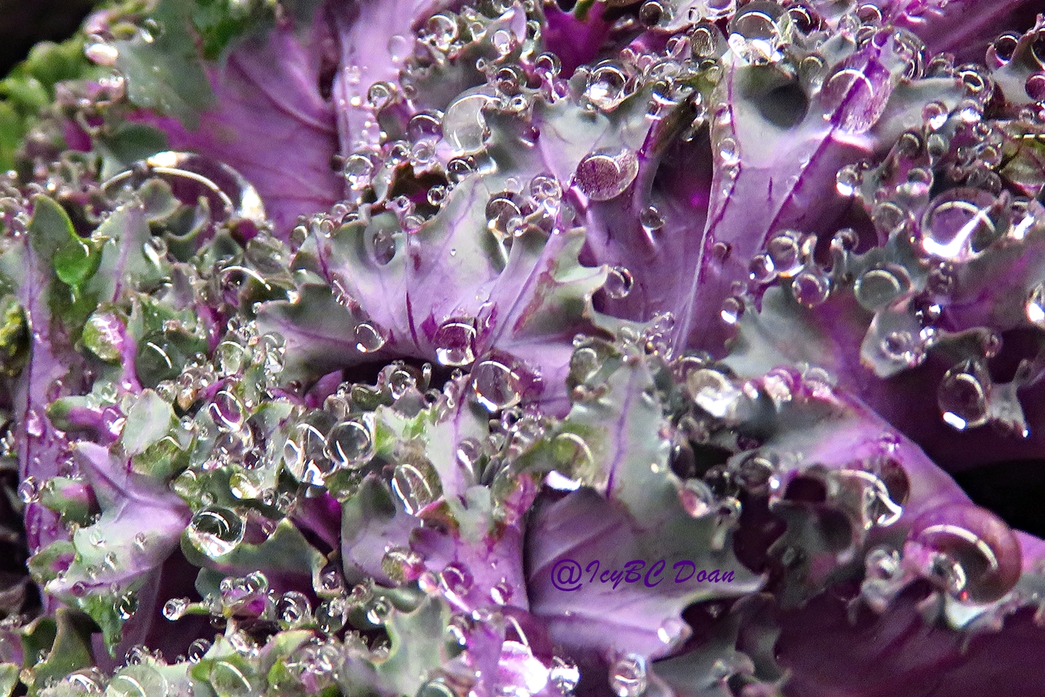 texture of purple cabbage.JPG