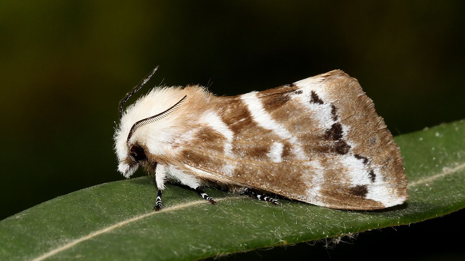 Insects Lepidoptera Lasiocampidae Porela subfasciata MV BY Tas 2018-01-26 n2.jpg