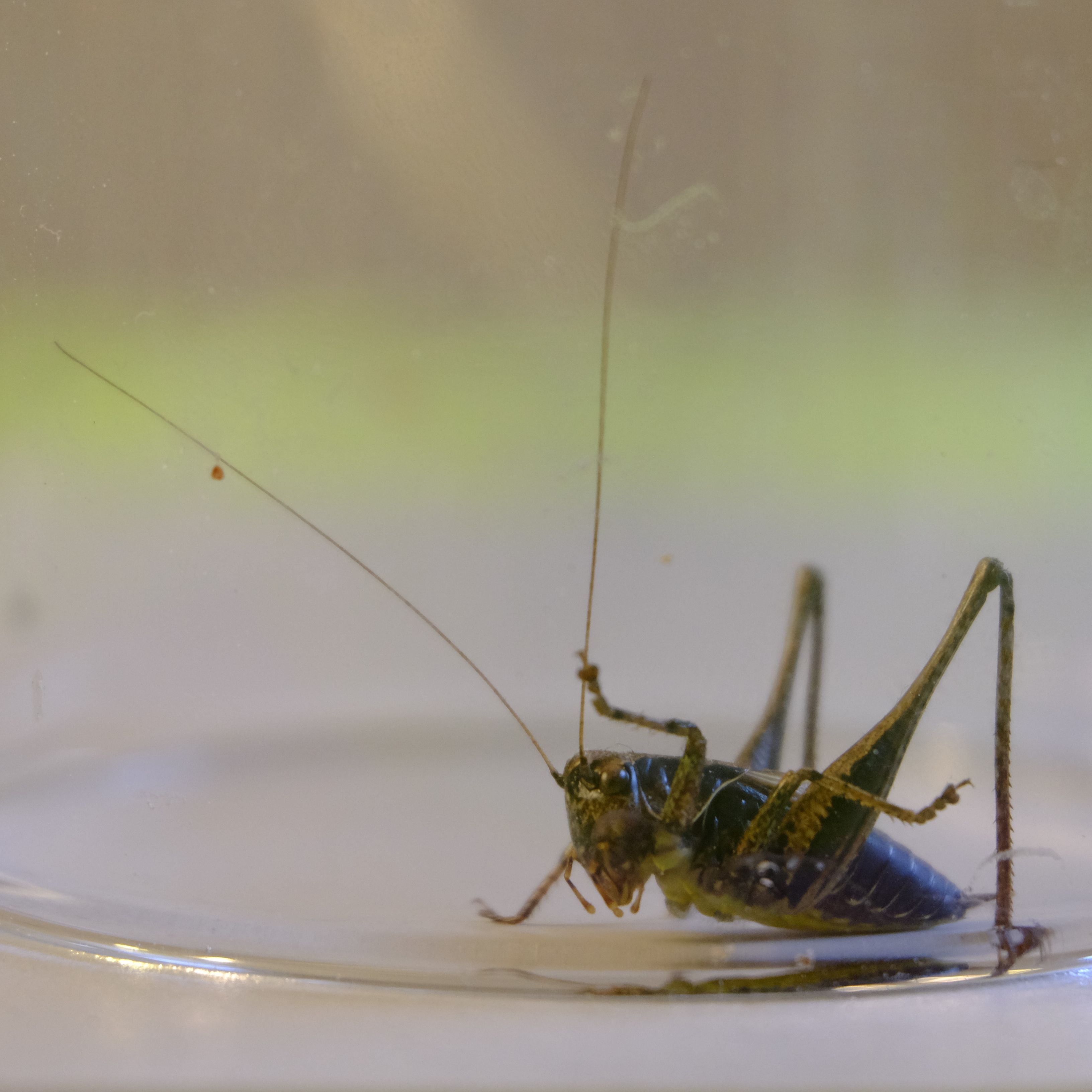 A cricket