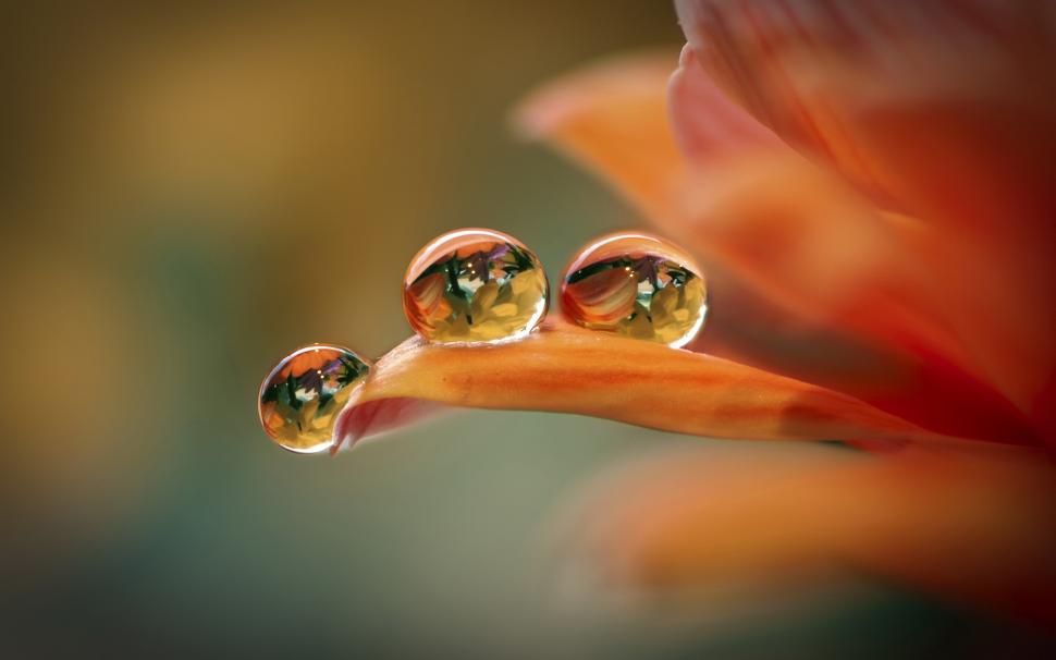 orange-flower-macro-petals-water-drops-1080P-wallpaper-middle-size.jpg