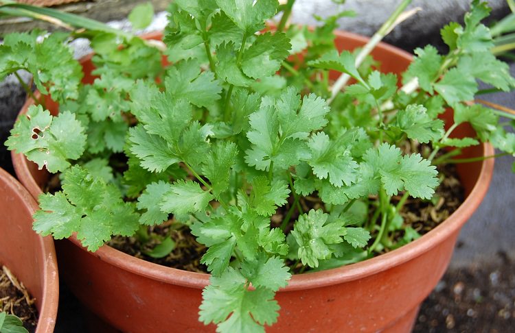 growing-Coriander-in-pot.jpg