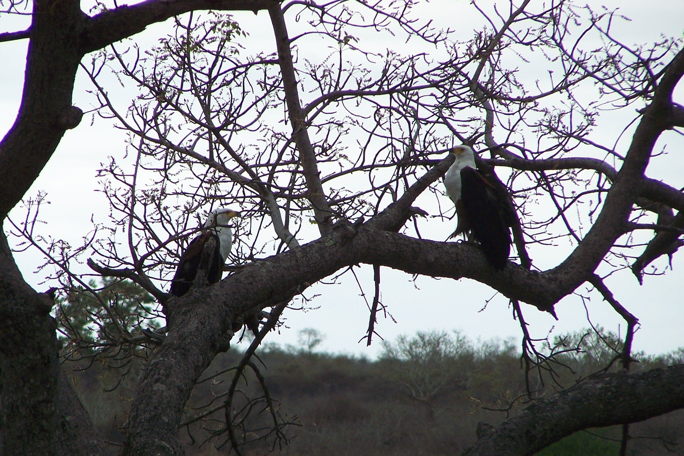 KNP Satara-Lower Sabi 2009 399.JPG