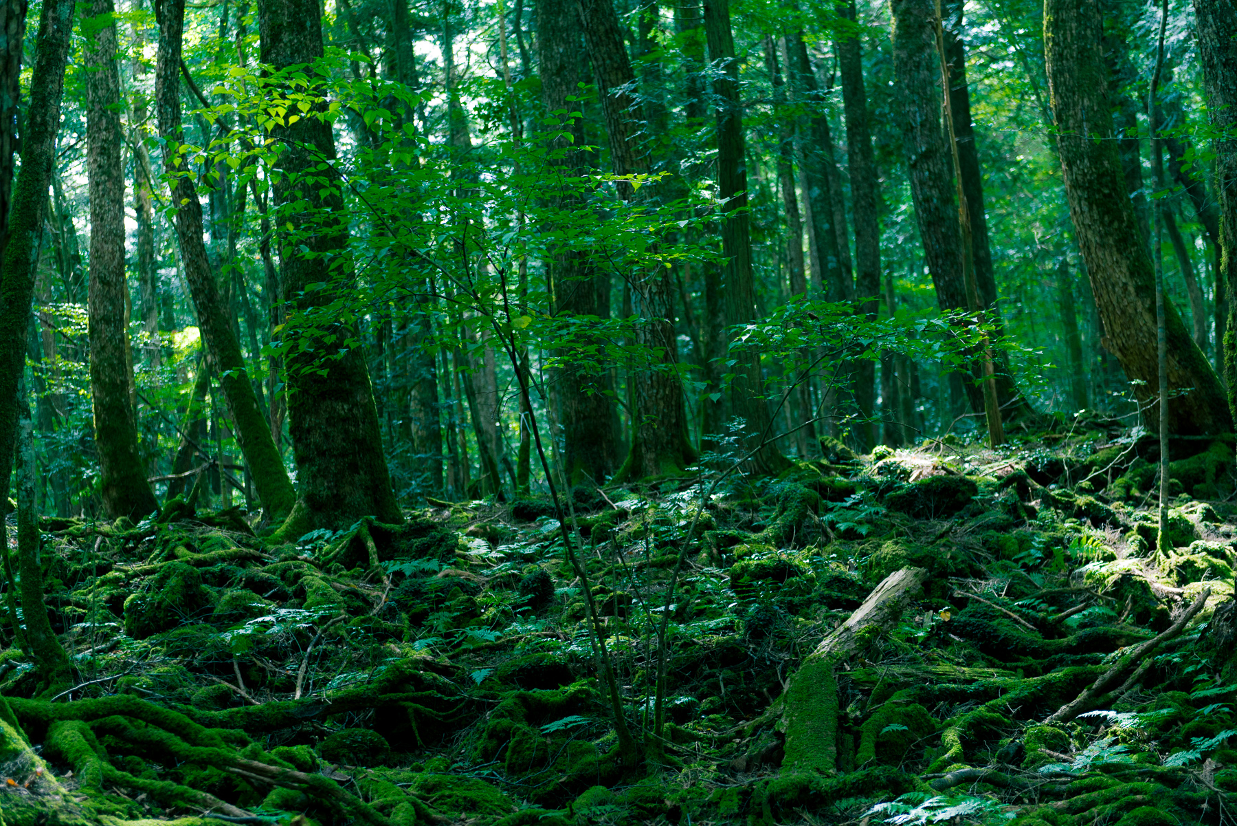 forestgreen.jpeg
