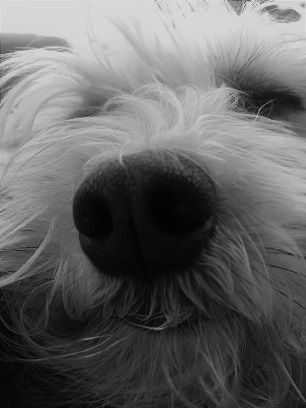 Pepper Nose Black and White.JPG