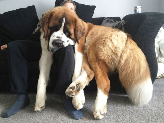 giant-lap-dogs-120-599c38f65d499__700.jpg
