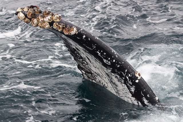 whale-barnacles.jpg