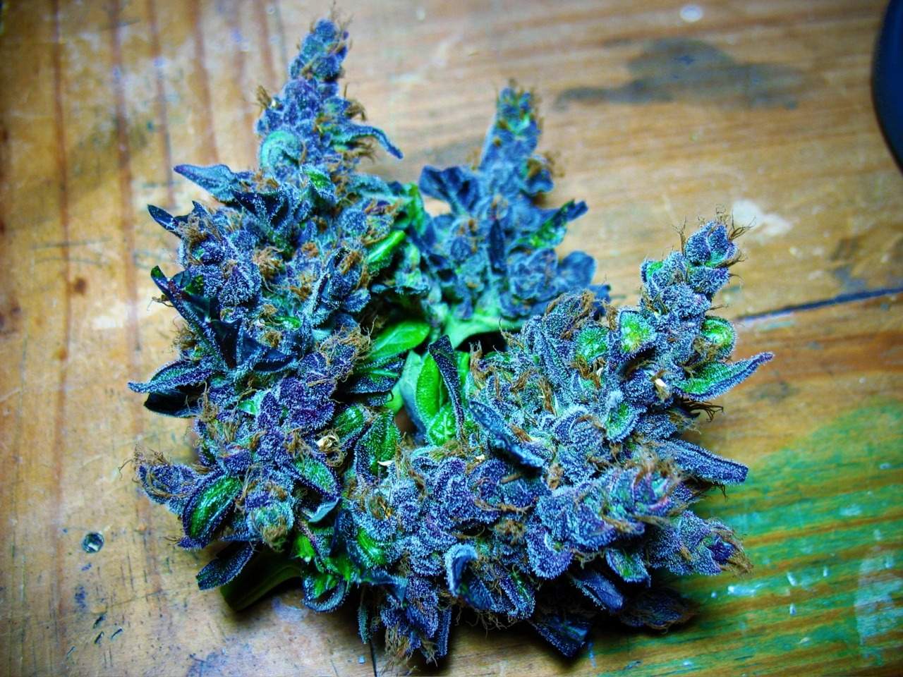 Blue Cannabis Strain. from fancy.com (I use tineye.com to reverse image sea...