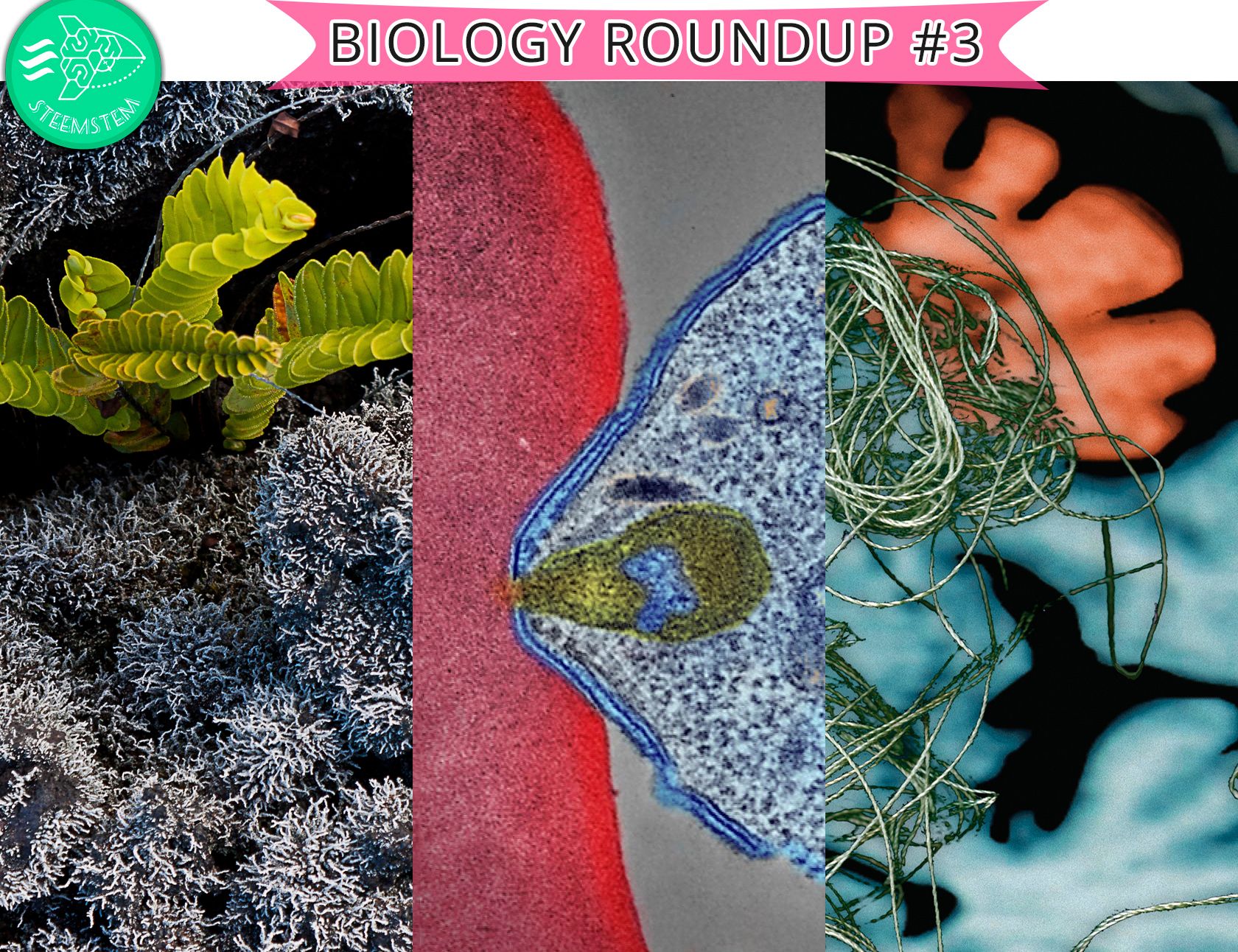 Biology roundup #3.jpg