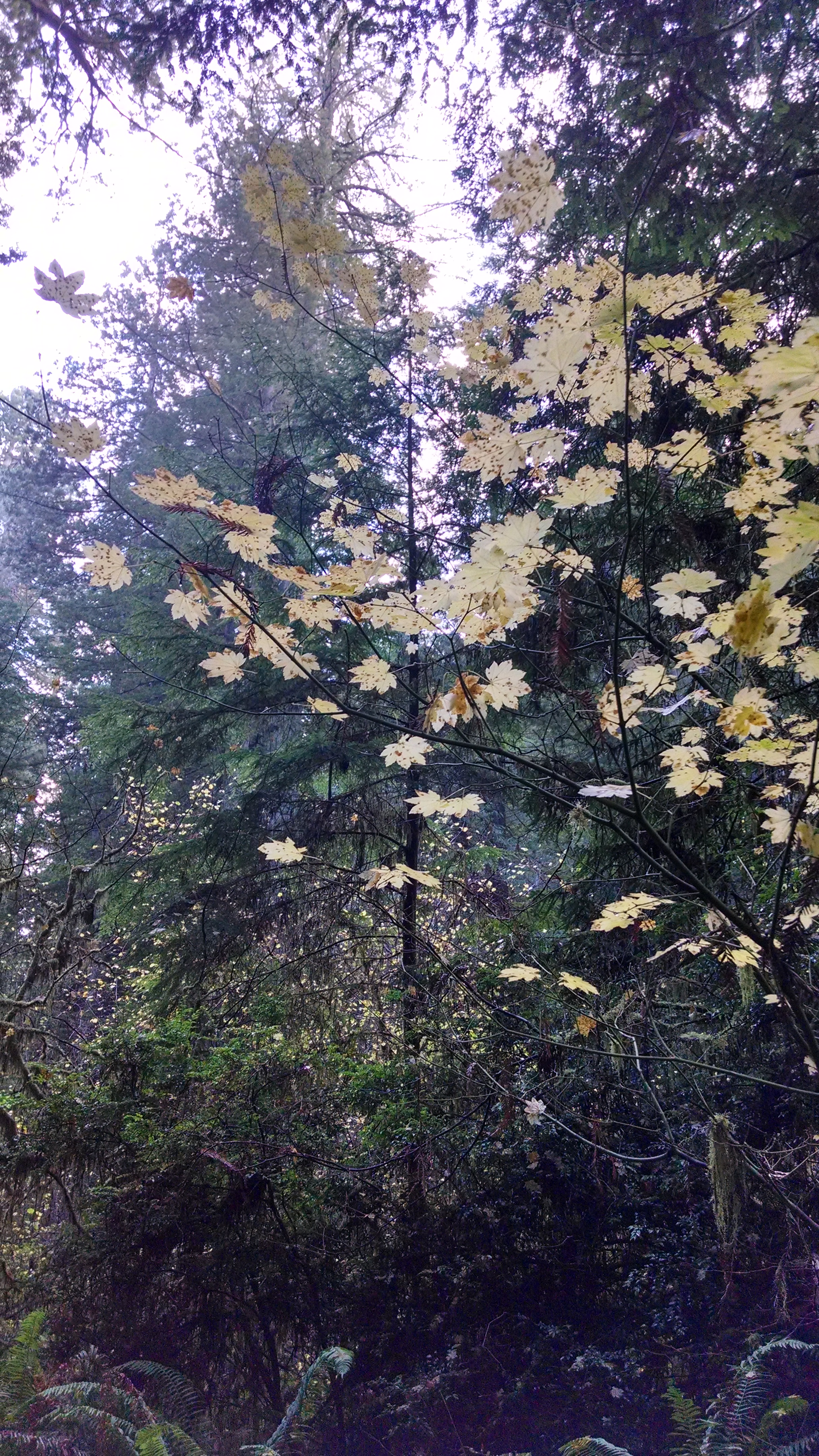 California Redwoods at Fall.jpg