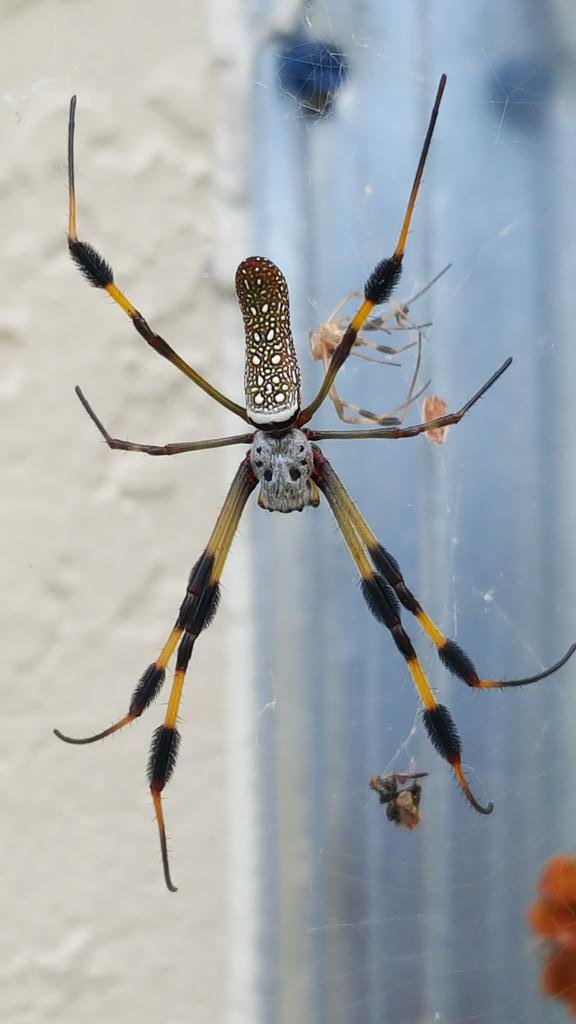 Name That Spider Steemit Name That Spider