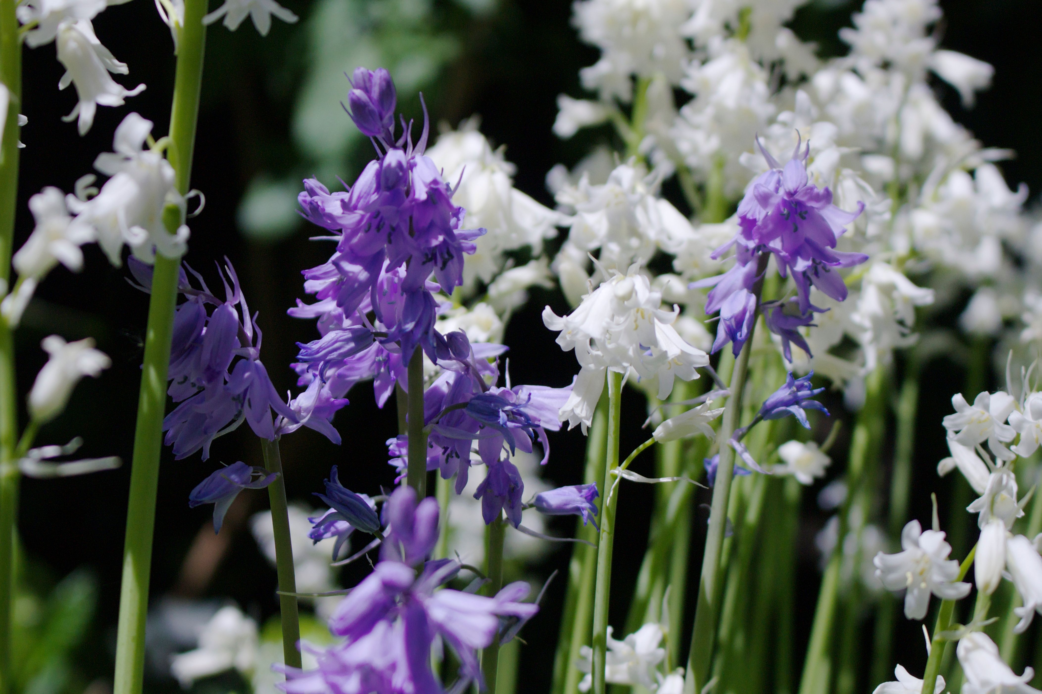 bluebells and snowdrops.jpg