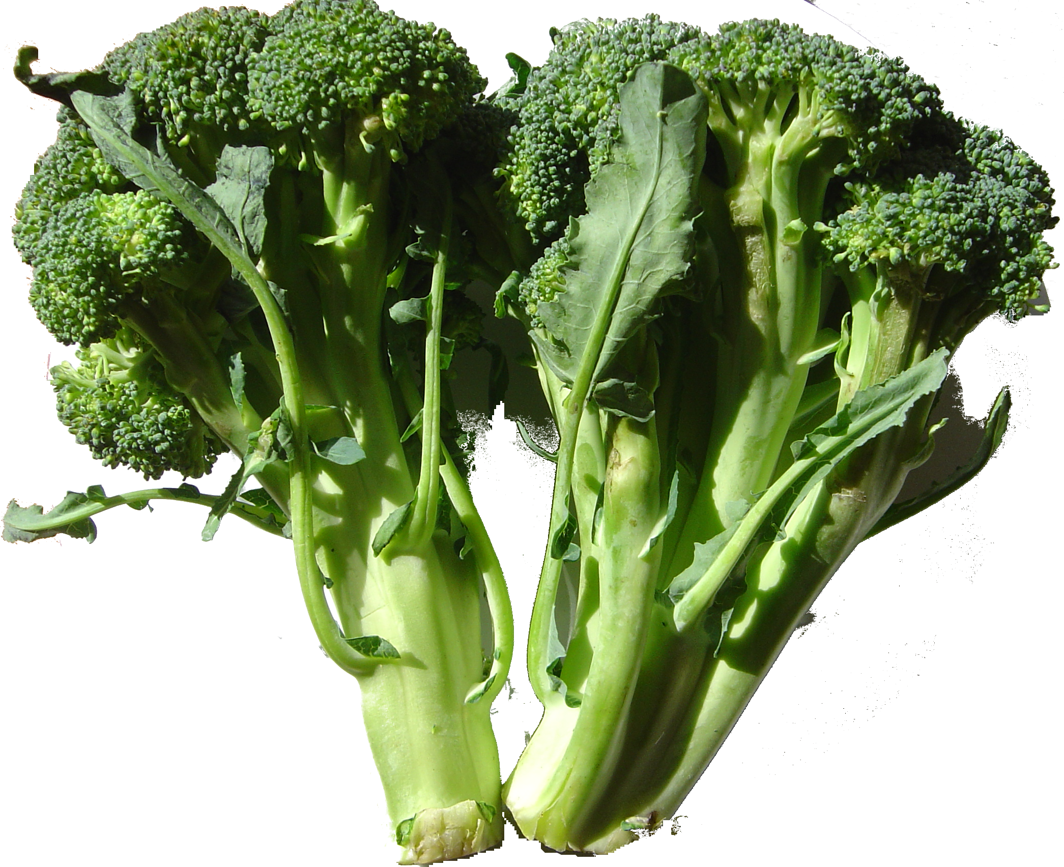 Broccoli_DSC00861.png