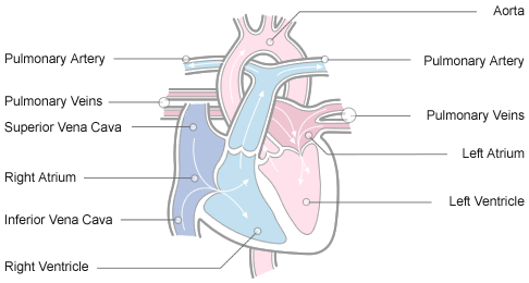 heart_diagram.gif