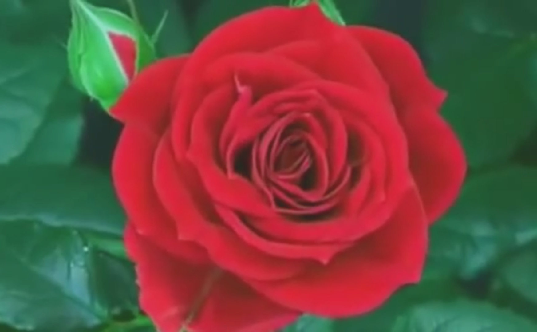 Unduh Gambar  Bunga  Mawar Merah Mekar 