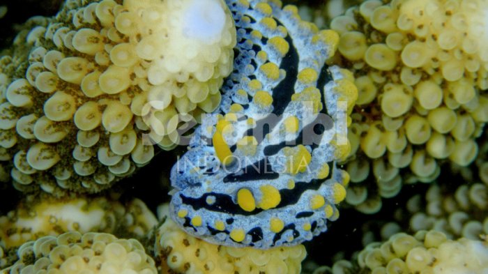 pesona-bawah-laut-sabang_20170826_004414.jpg