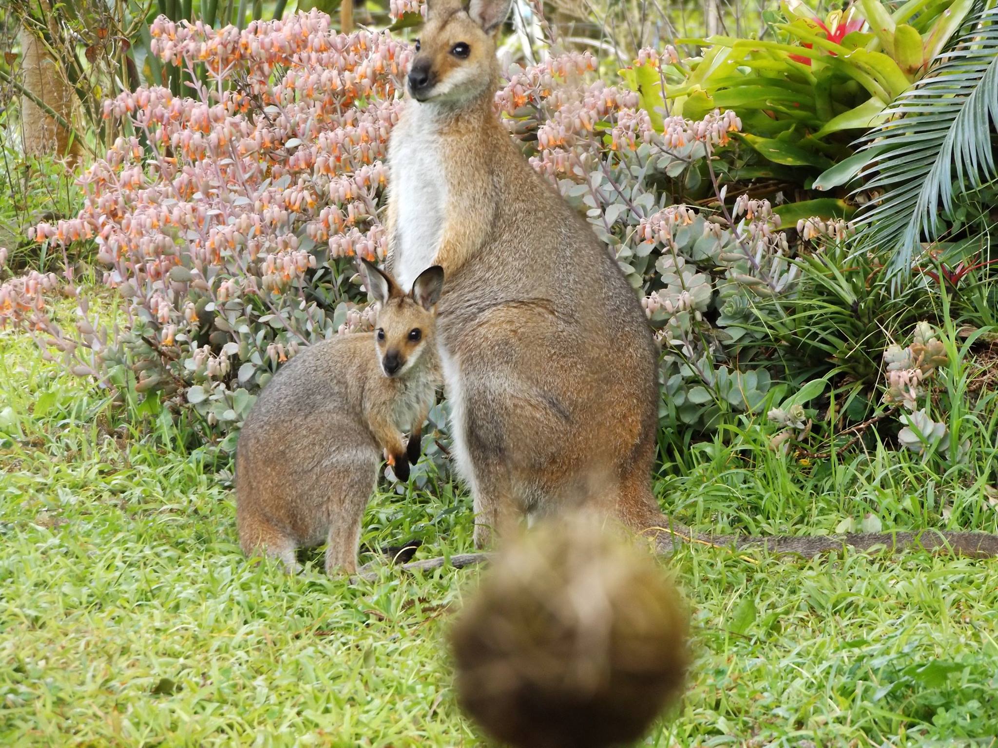 wallaby2.jpg