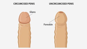 Foreskin.jpg