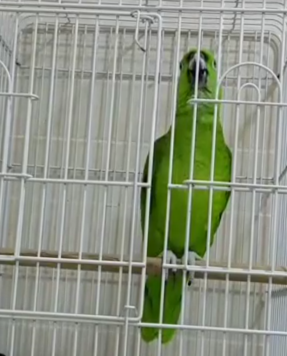 Burung Nuri Bayan Steemit