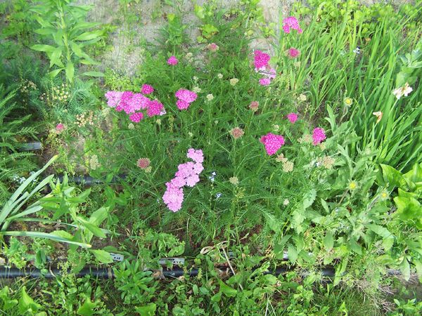 2nd Fence - pink yarrow crop June 2017.jpg