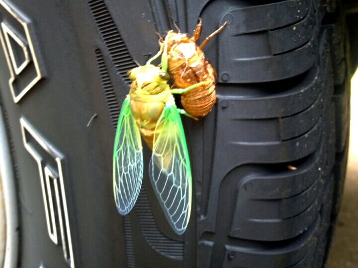 cicada_on_my_tire.jpg