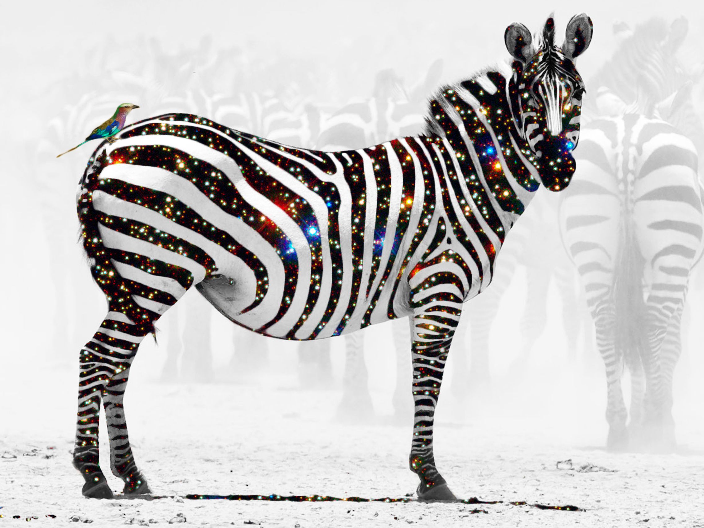 Stand out Zebra remastered.jpg