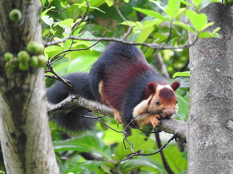 800px-Malabar_Giant_Squirrel_in_Kerala.jpg