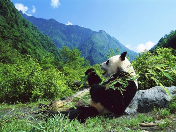 oso-panda-habitat-gigante-600x450.jpg