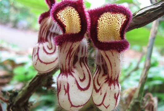 Aristolochia_cathcartii.jpg