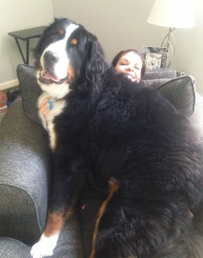 giant-lap-dogs-116-599c35d1c41ef__700.jpg