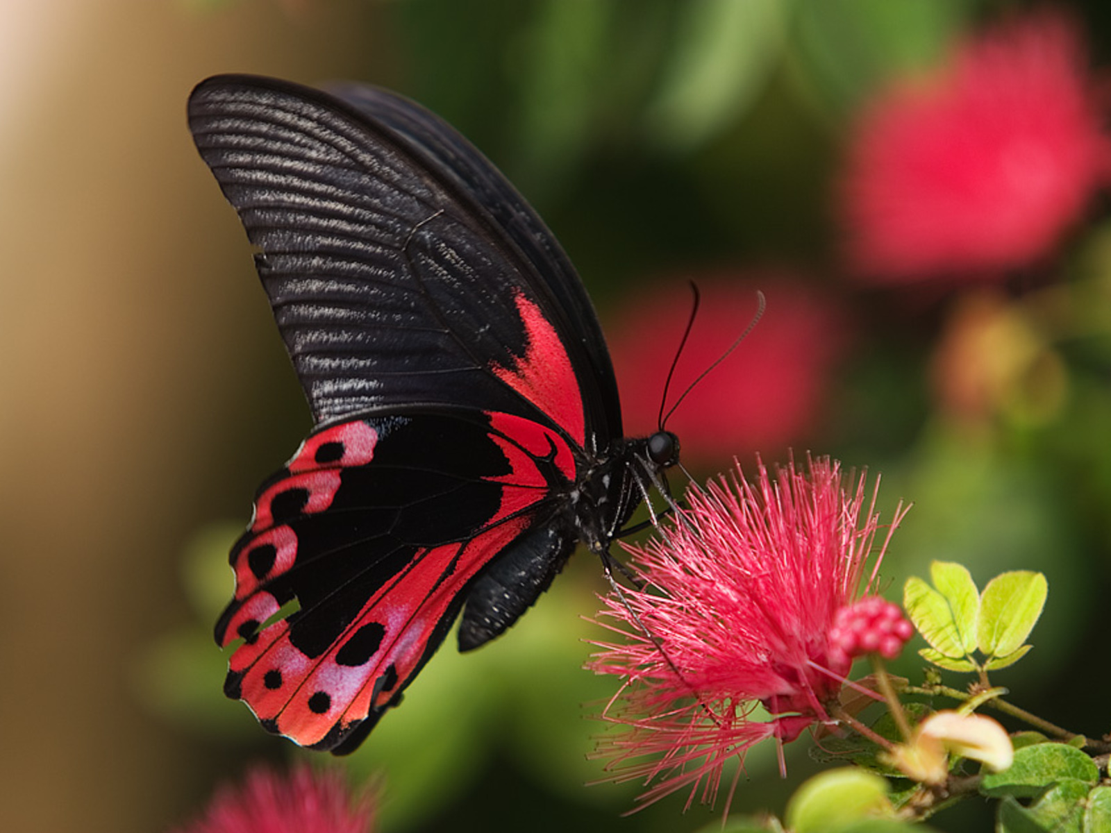 What A Beautiful Art Photography Of Amazing Black Red Colorful Butterfly Steemit