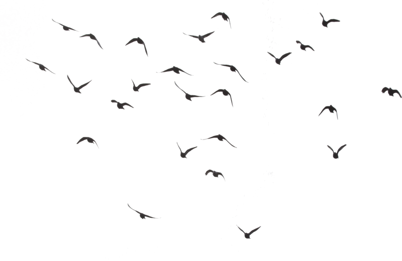 flock-birds-3.png