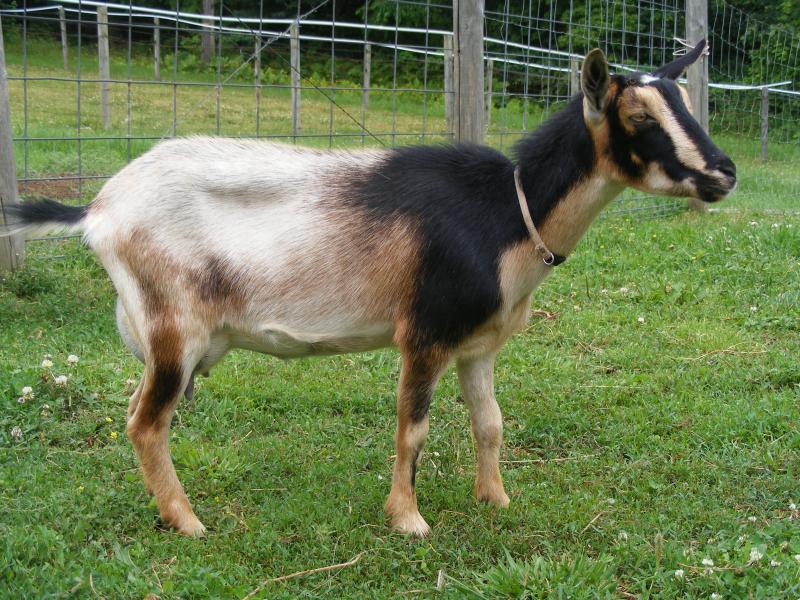 Nigerian-Dwarfs-breeds-of-goat.jpg