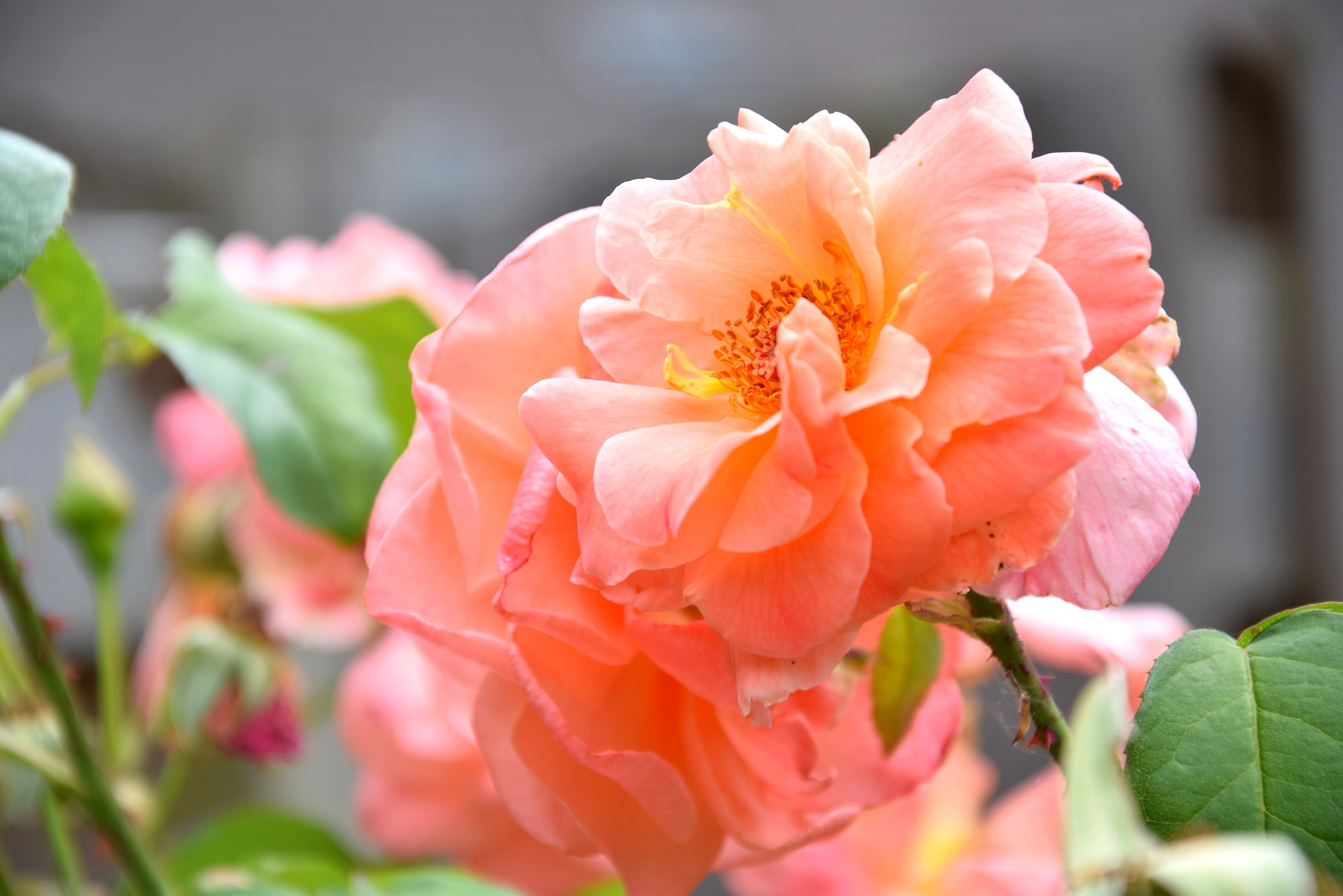 2017 07 04 Flower 5.JPG