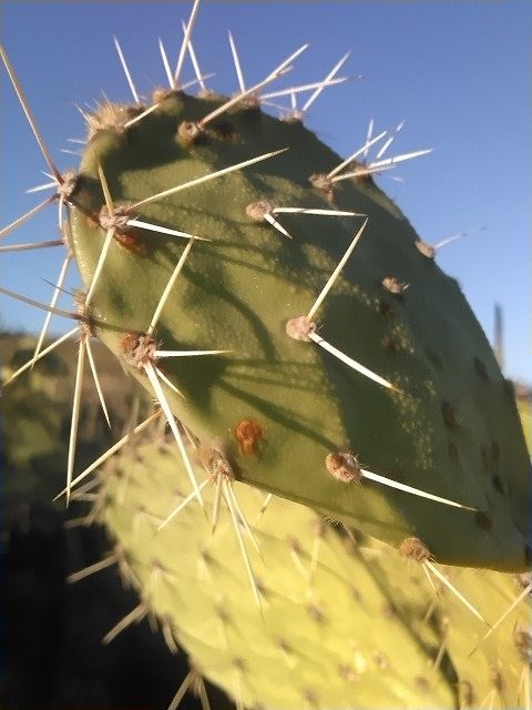 cactus 8-a.jpg