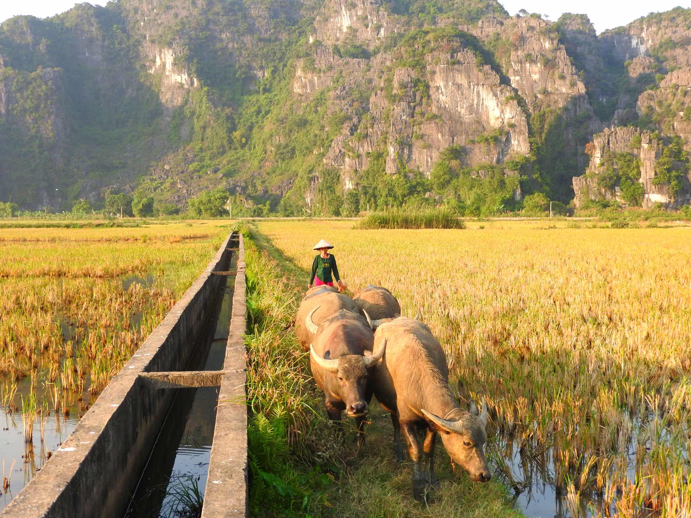 what-to-do-in-ninh-binh-itinerary-tam-coc-paddy-rice-fields.jpg