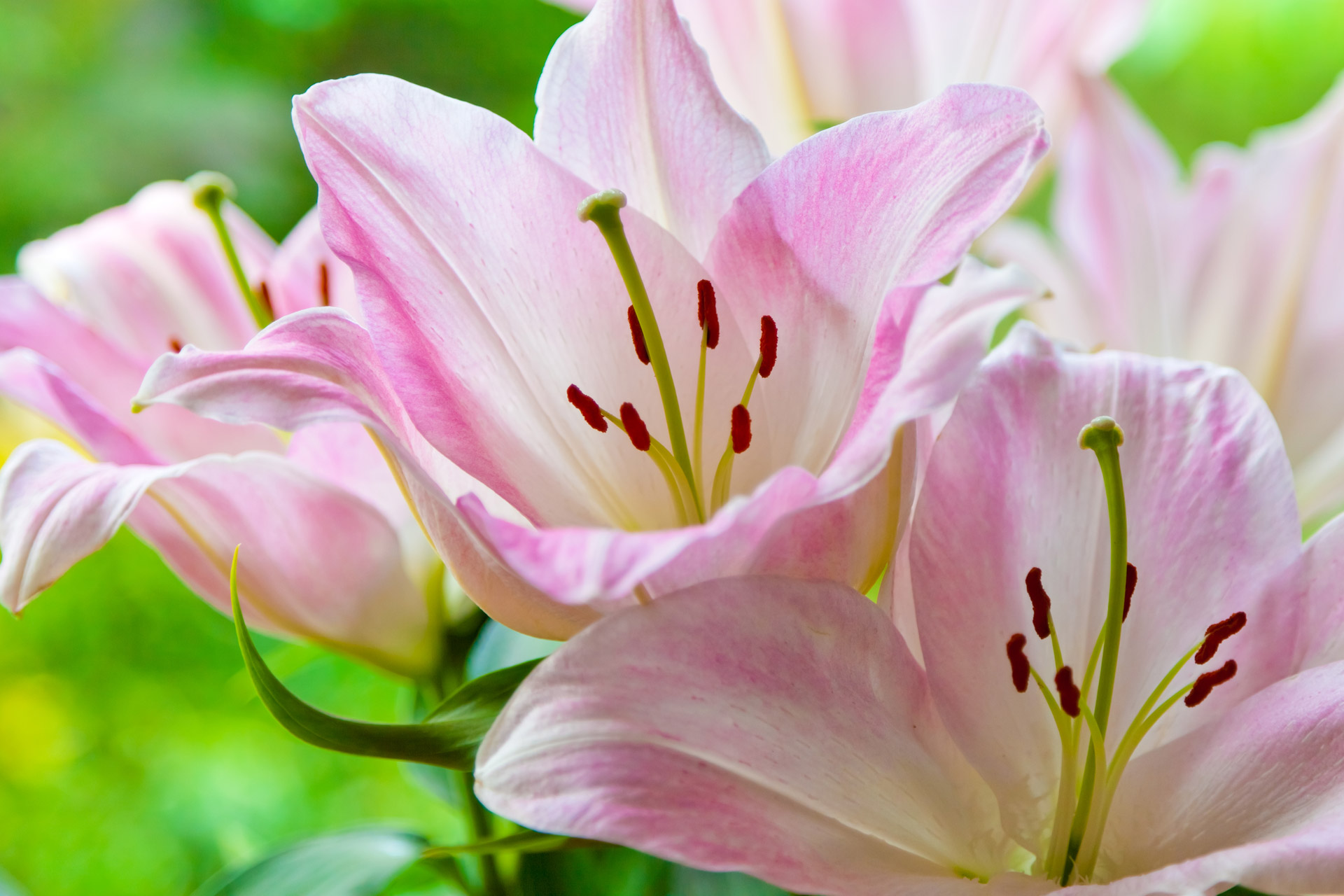 pink-lilies.jpg